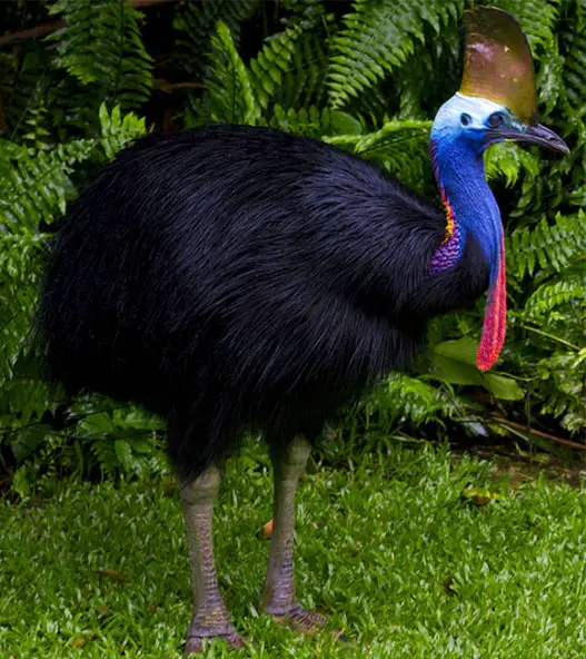 Cassowary- Identify the world most dangerous Bird