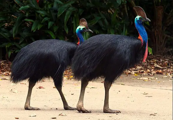 Cassowary couple