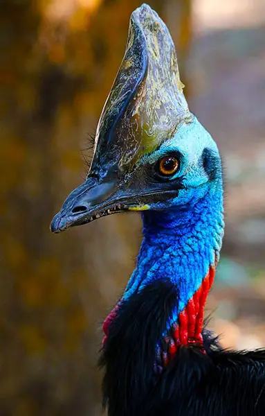 Cassowary color