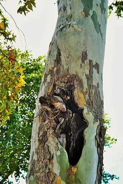 cottonwood bark