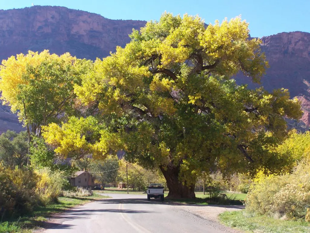 cottonwood tree