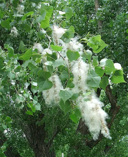 cottonwood fruit and sheath