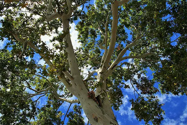 cottonwood tree leaves