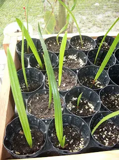 palm tree seedling