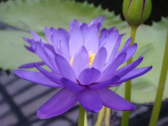 Blue Lotus flower