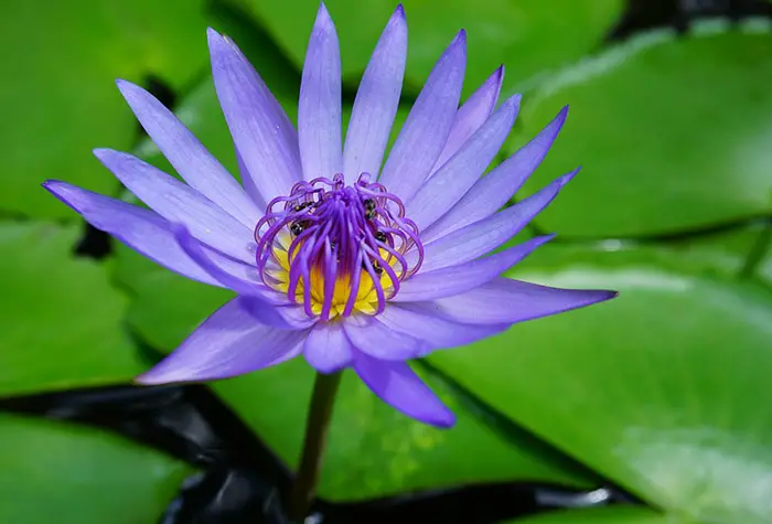 Blue lotus flower
