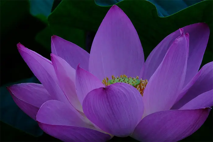 blue lotus flower