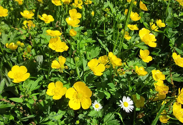 buttercup flower