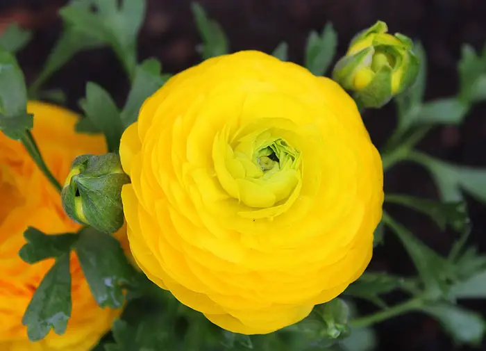 Buttercup Flower