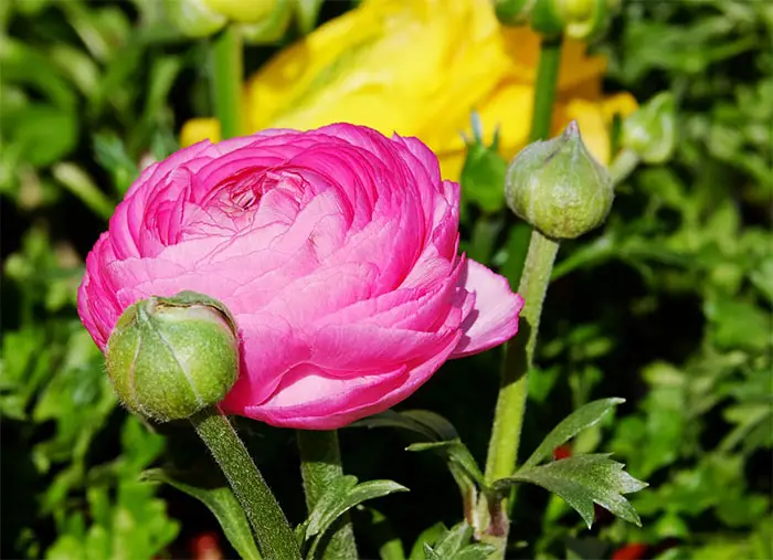 buttercup flower meaning