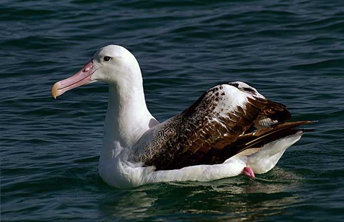 The amazing flying style of the Albatross Birds - Environmental Earth