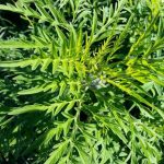 Ambrosia artemisiifolia Plant- All you need know
