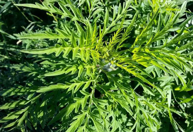Ambrosia artemisiifolia Plant- All you need know