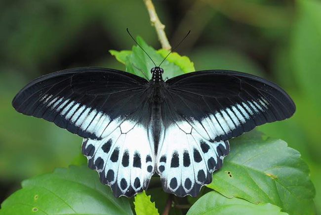 black and white butterfly