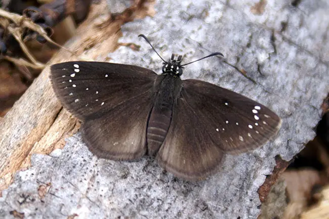 black and white butterfly