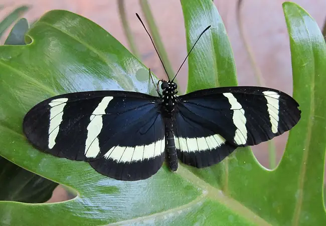 black and white butterfly