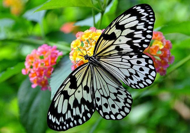 black and white butterfly