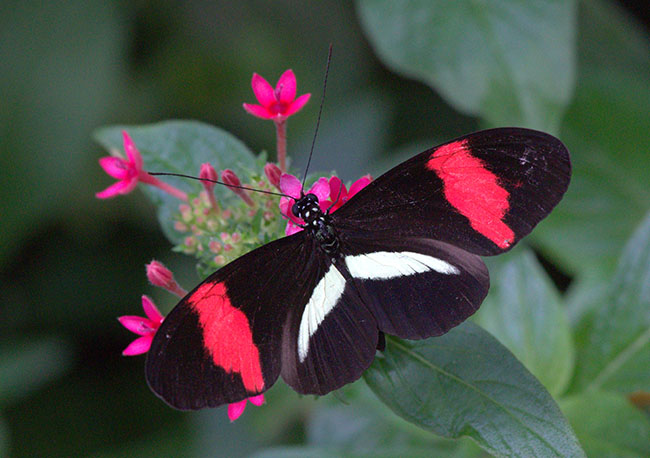 black and white butterfly