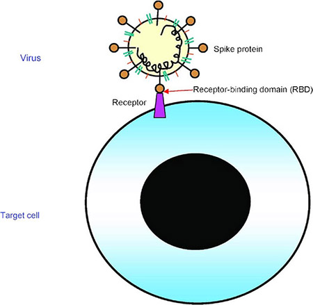 origin of Covid-19 virus