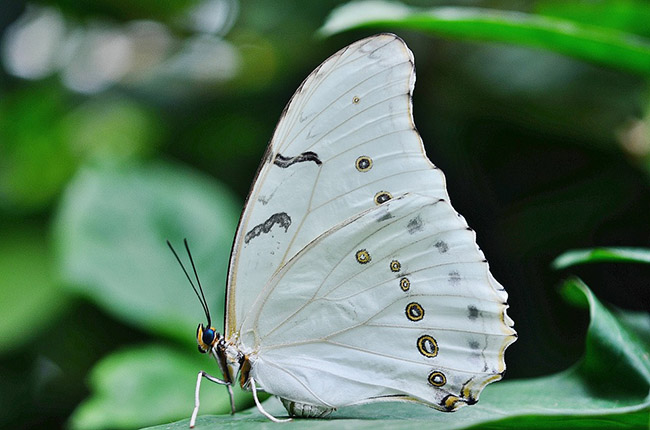 black and white butterfly