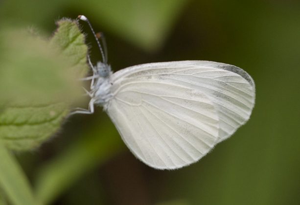 30 types of common black and white butterfly species - EnviEarth