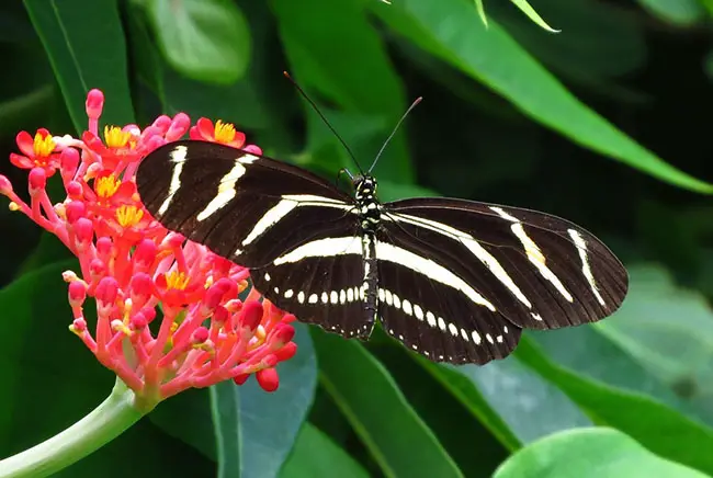 black and white butterfly