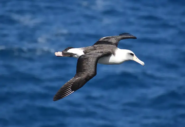 The amazing flying style of the Albatross Birds
