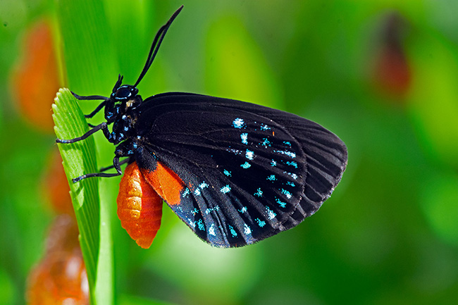 Atala Butterfly