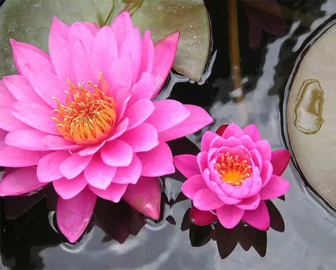 Pink and Purple Lotus Flower- Flowers of spiritual - Environmental Earth
