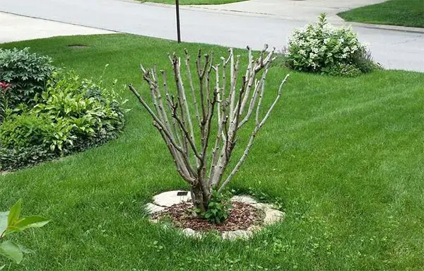 pruning rose of Sharon