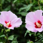 Pruning Rose of Sharon- How to trim Rose of Sharon