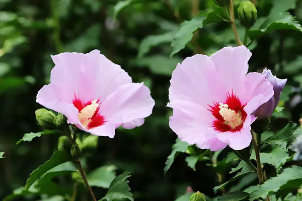 Pruning Rose of Sharon- How to trim Rose of Sharon