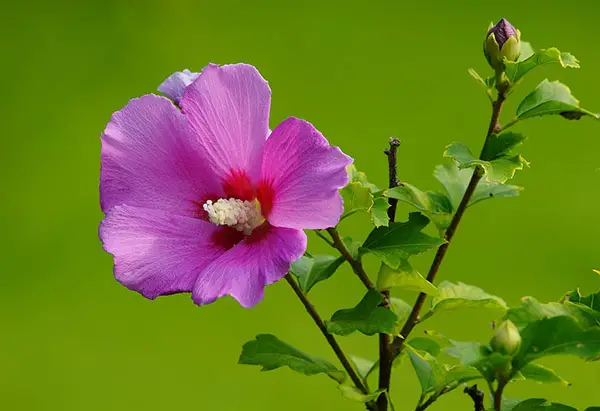 Purple Rose of Sharon