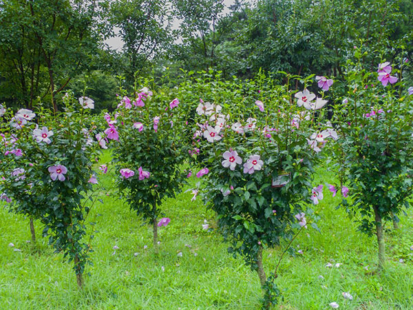 pruning rose of Sharon