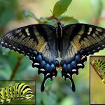 Swallowtail caterpillar- Larva of Papilionidae family Butterflies