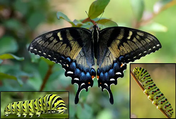 Swallowtail caterpillar- Larva of Papilionidae family Butterflies