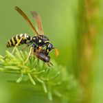 How to identify the Queen wasp in a wasp colony