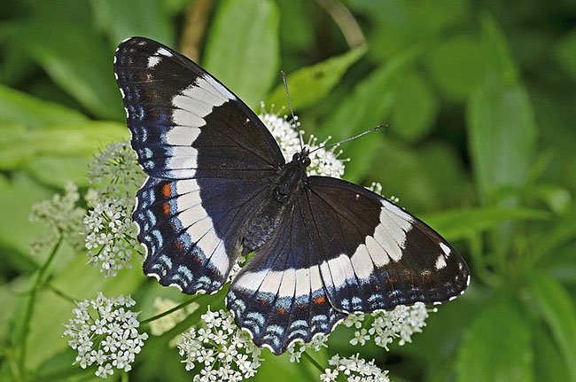 white-admiral.jpg