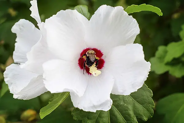 How To Trim Rose Of Sharon Into A Hedge - how to trim rose of sharon into a hedge