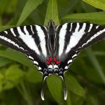 30 types of common black and white butterfly species