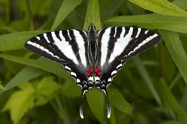 30 types of common black and white butterfly species