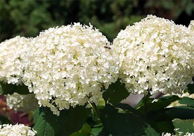 Annabelle Hortensia