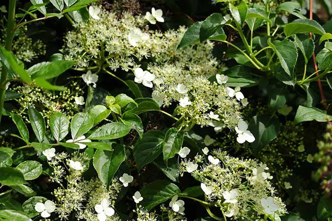 Hortensia