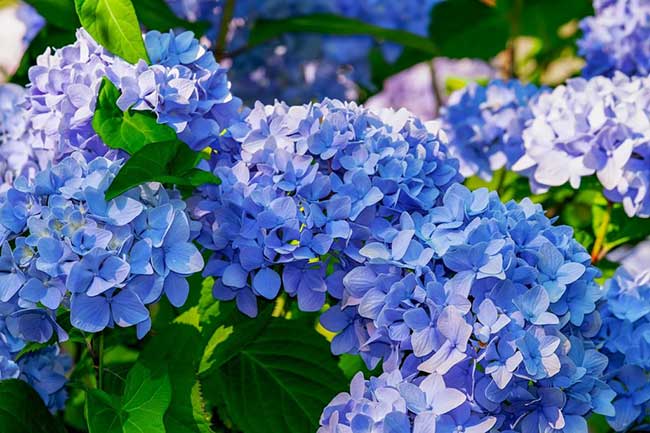 Hortensia -a genus of the colorful flowering plant