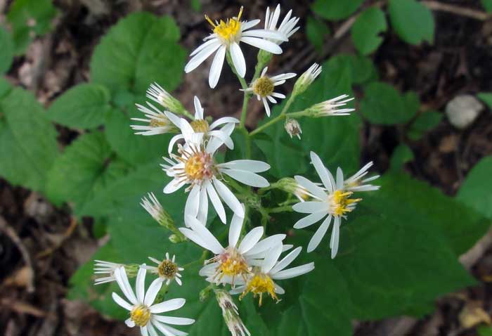 white wood aster