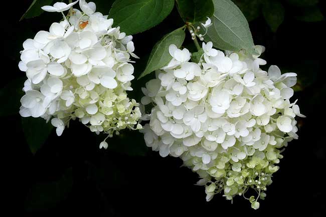 Oakleaf Hydrangea