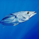 Skipjack tuna- A Common fish in open oceans