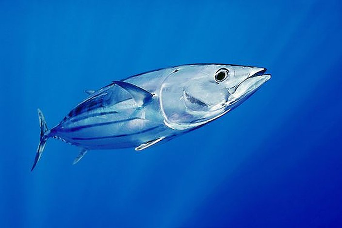 Skipjack Tuna