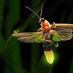 Fireflies -Life cycle and Myths about the light bugs