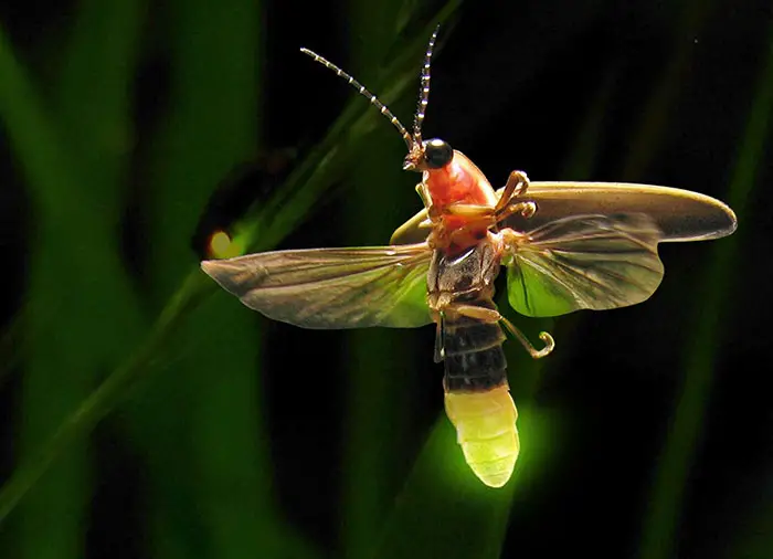 Fireflies -Life cycle and Myths about the light bugs